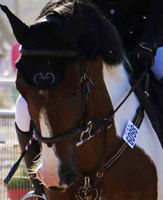 Chevaux Ecuries au Coeur de L'Isle Adam