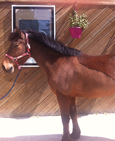 Chevaux Ecuries au Coeur de L'Isle Adam