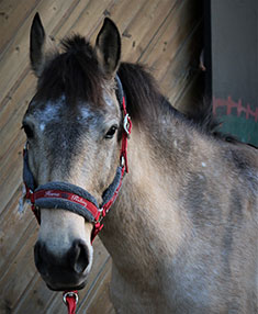 Chevaux Ecuries au Coeur de L'Isle Adam