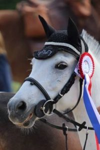 Chevaux Ecuries au Coeur de L'Isle Adam