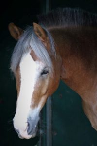 Chevaux Ecuries au Coeur de L'Isle Adam