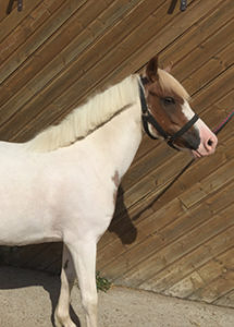 Chevaux Ecuries au Coeur de L'Isle Adam