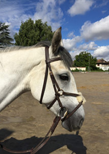 Chevaux Ecuries au Coeur de L'Isle Adam