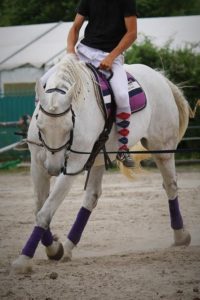 Chevaux Ecuries au Coeur de L'Isle Adam