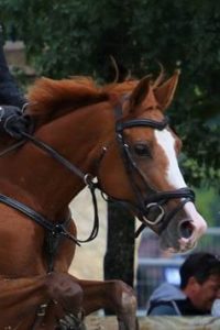 Chevaux Ecuries au Coeur de L'Isle Adam