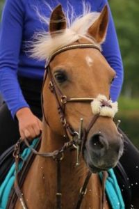 Chevaux Ecuries au Coeur de L'Isle Adam