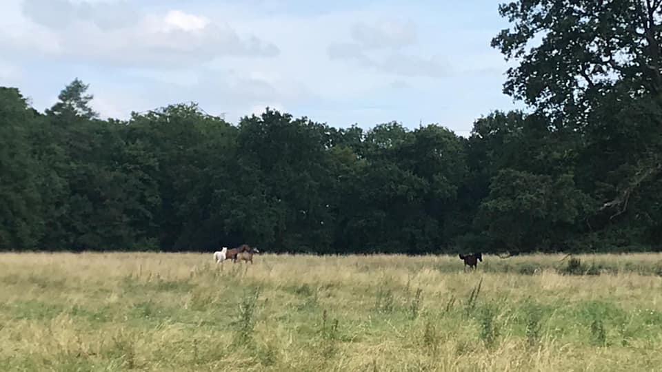 Les chevaux au pré