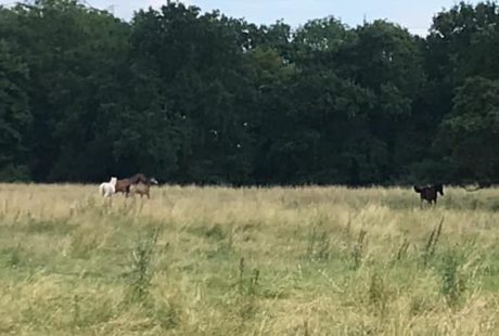 C’est l’heure pour certains de nos chevaux de club de partir en vacances !