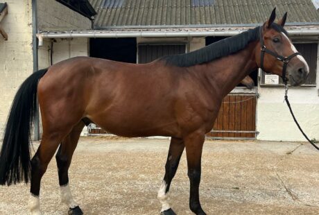 Ecurie nouvelle recrue