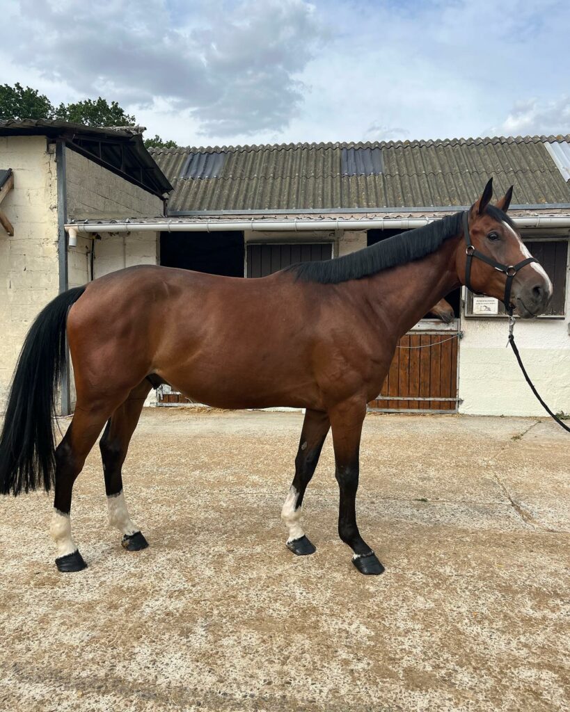 Ecurie nouvelle recrue pour compléter la cavalerie