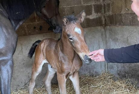 Bienvenue à nos deux jolis poulains