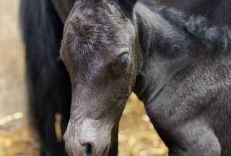 Dernier poulain de l’année 2024
