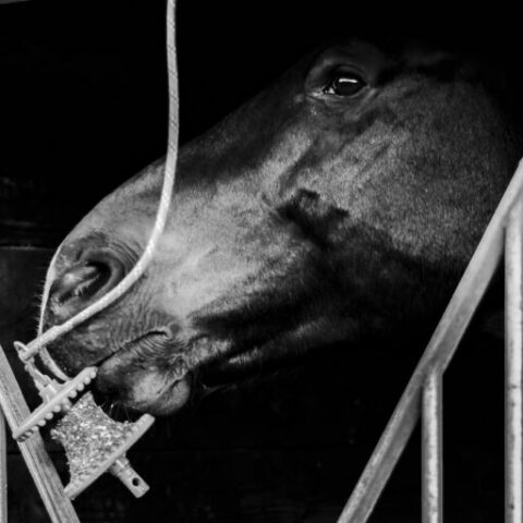 01112025-CSO LeMans-158