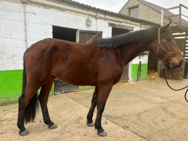 Maverick d'Orangerie Maverick d'Orangerie