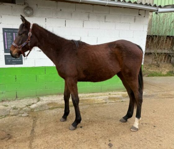 O miracle du palmier