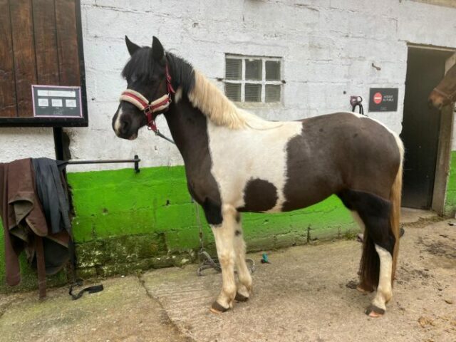 Miss love du palmier Miss love du palmier