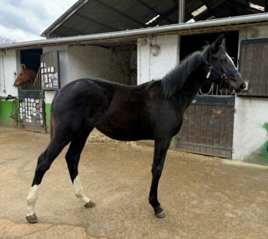 Blue star du palmier